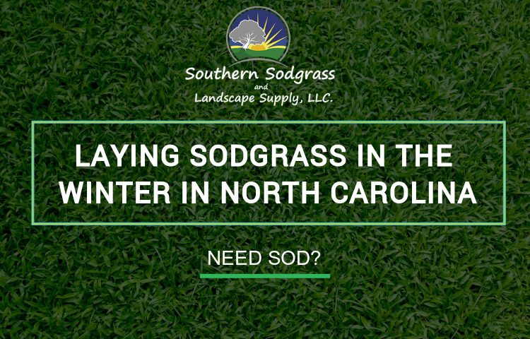 Laying sodgrass in the winter in North Carolina