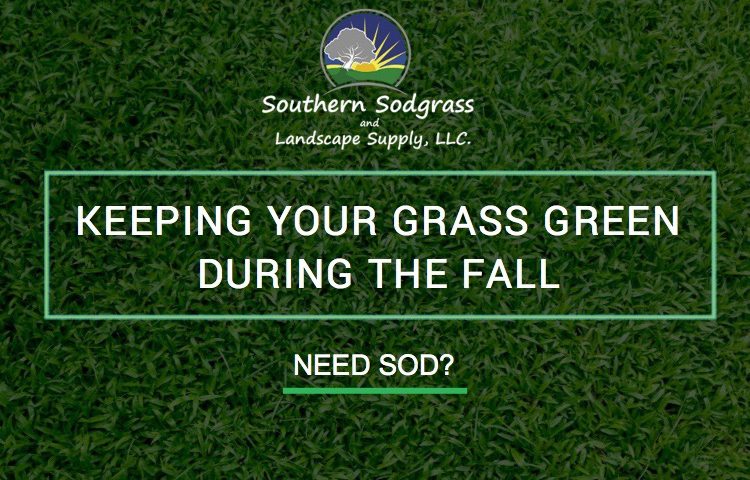 Keeping Your Grass Green During the Fall Southern Sodgrass