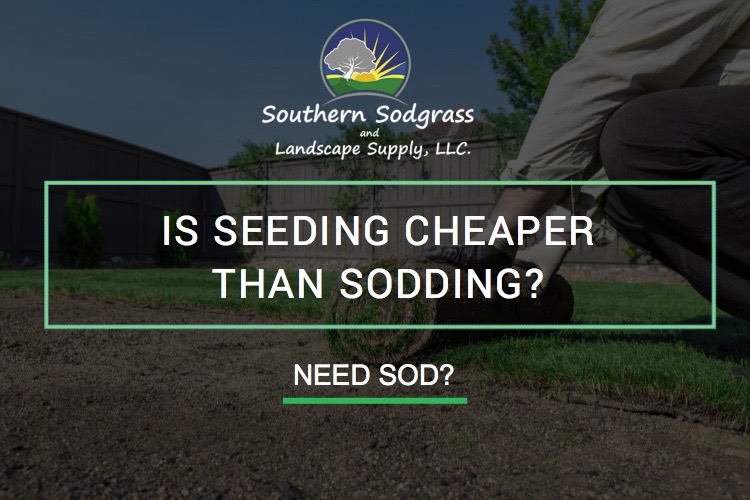 Is Seeding cheaper than sodding